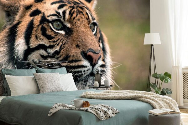Fototapeta tygrys bengalski