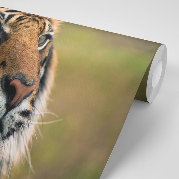 Fototapeta tygrys bengalski