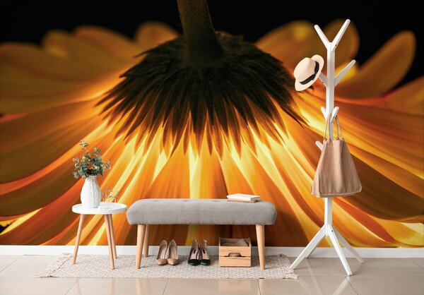 Fototapeta gerbera na ciemnym tle