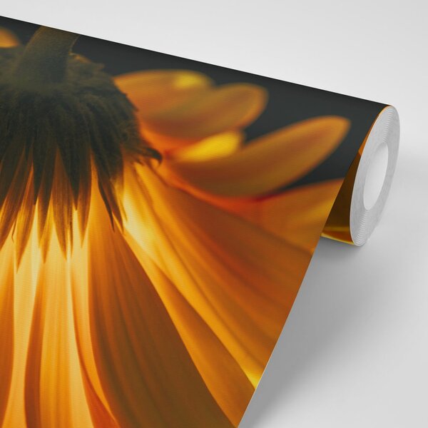 Fototapeta gerbera na ciemnym tle