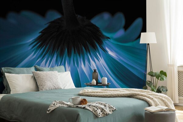 Fototapeta niebieska gerbera