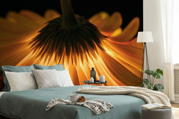 Fototapeta gerbera na ciemnym tle
