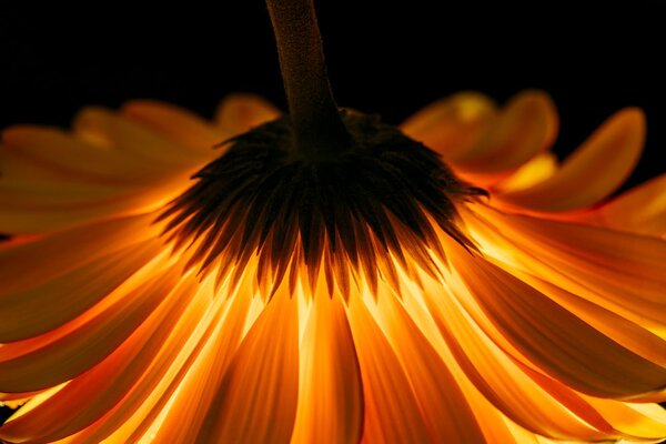Fototapeta gerbera na ciemnym tle