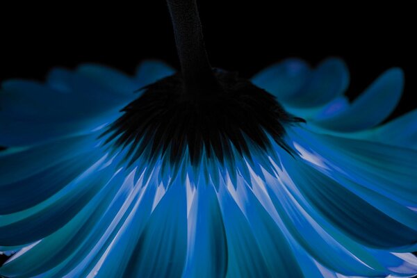 Fototapeta niebieska gerbera