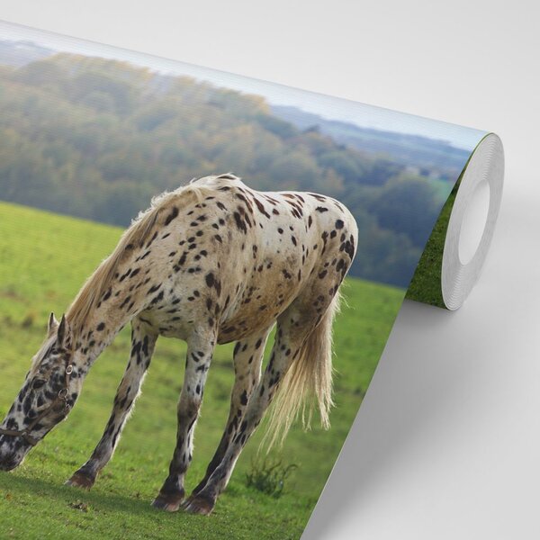 Fototapeta koń na łące