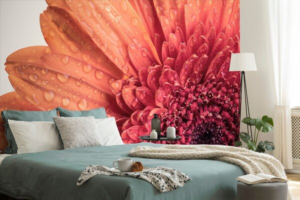 Tapeta Gerbera z kroplami wody