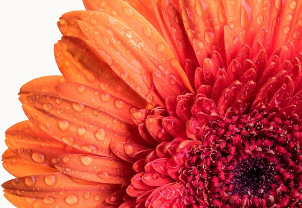 Tapeta Gerbera z kroplami wody