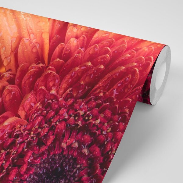 Tapeta Gerbera z kroplami wody