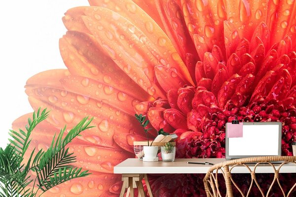 Tapeta Gerbera z kroplami wody