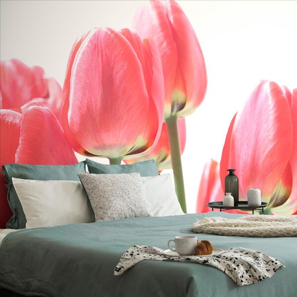 Fototapeta czerwone tulipany polne