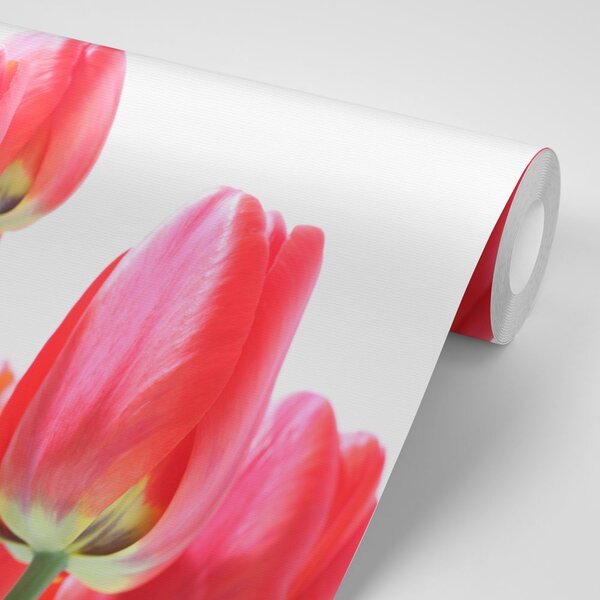 Fototapeta czerwone tulipany polne