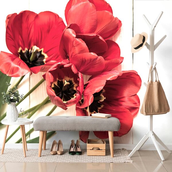 Fototapeta rozkwitnięte czerwone tulipany