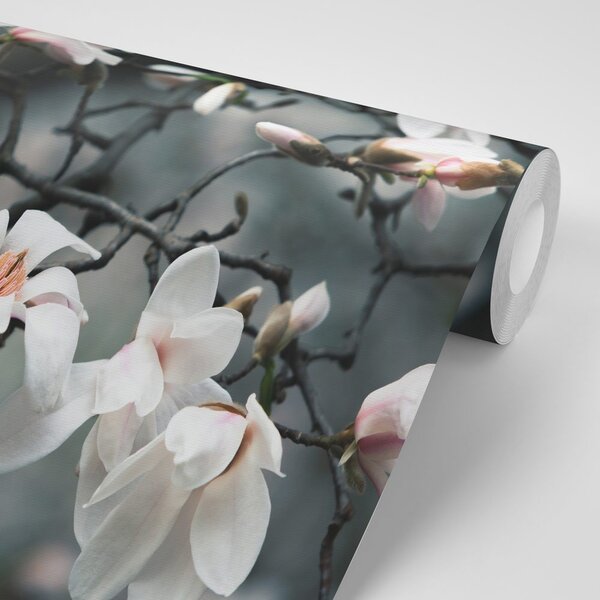 Fototapeta przebudzenie magnolii