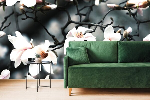 Fototapeta przebudzenie magnolii