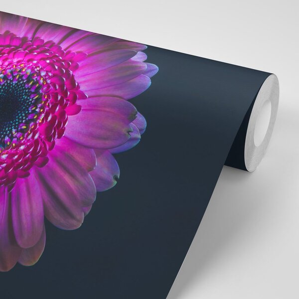Tapeta purpurowa gerbera