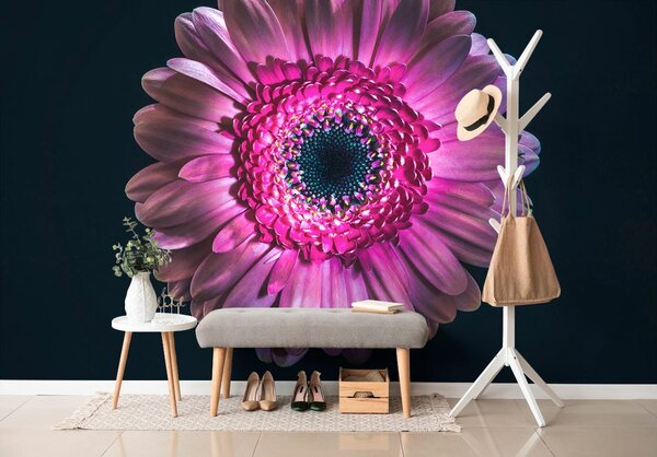 Tapeta purpurowa gerbera