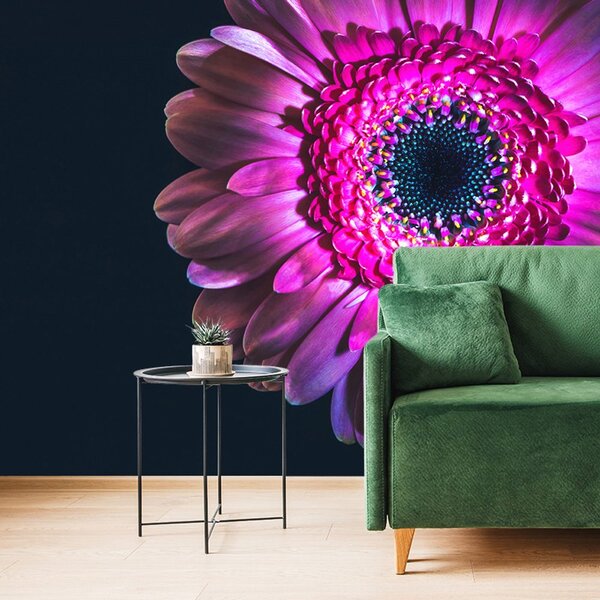Tapeta purpurowa gerbera