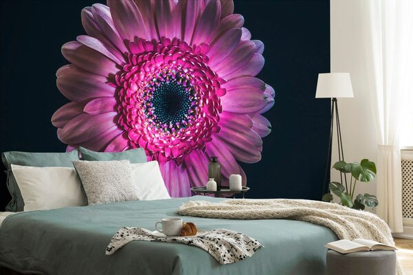 Tapeta purpurowa gerbera