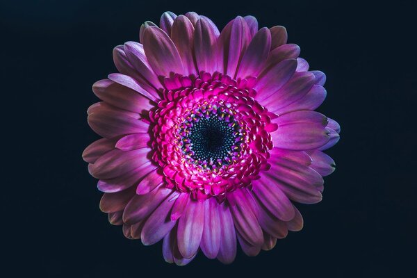 Tapeta purpurowa gerbera