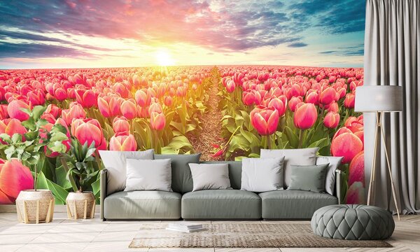 Tapeta wschód słońca nad łąką z tulipanami