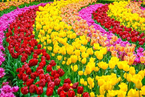 Fototapeta ogród pełen tulipanów