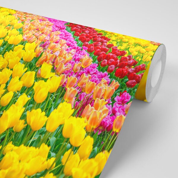 Fototapeta ogród pełen tulipanów