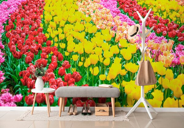 Fototapeta ogród pełen tulipanów