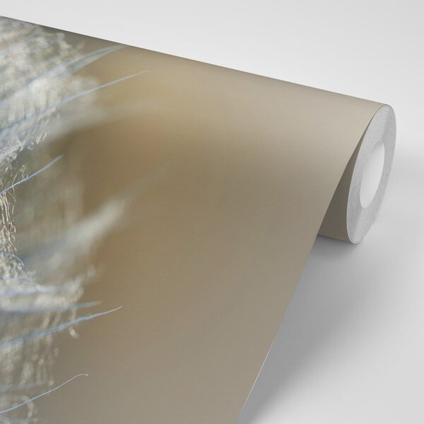 Fototapeta makro dmuchawiec