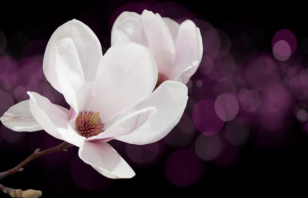 Tapeta kwiat magnolii na abstrakcyjnym tle