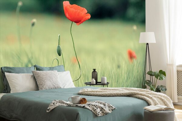 Fototapeta samotny wilczy mak