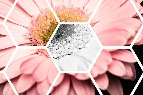 Tapeta gerbera w sześciokącie