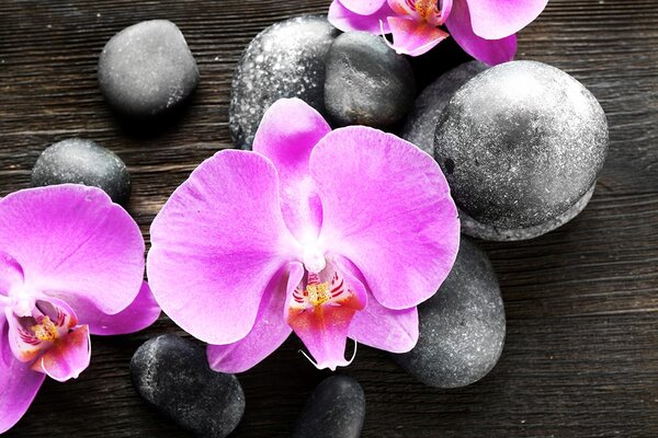 Fototapeta piękna orchidea i kamienie