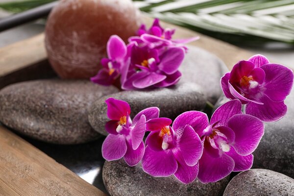 Tapeta piękna orchidea i kamienie Zen