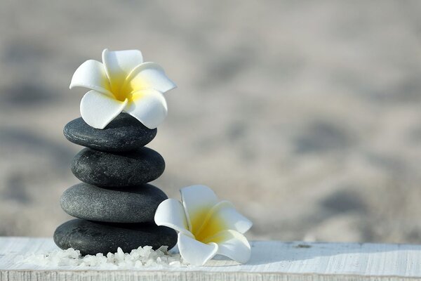 Fototapeta kamienie harmoniczne i plumeria