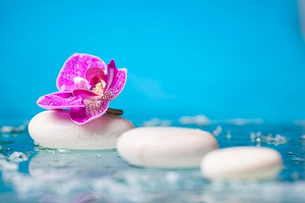 Fototapeta orchidea i kamienie Zen