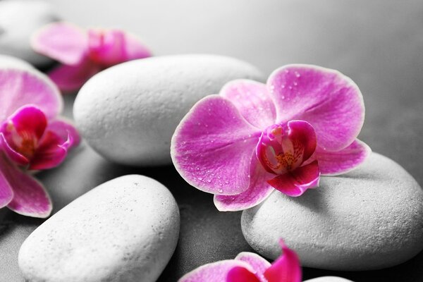 Fototapeta kwiaty orchidei na kamieniach