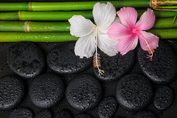 Fototapeta wellness zacisze