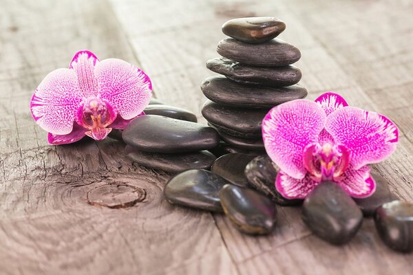 Fototapeta orchidea i zen kamienie na drewnie