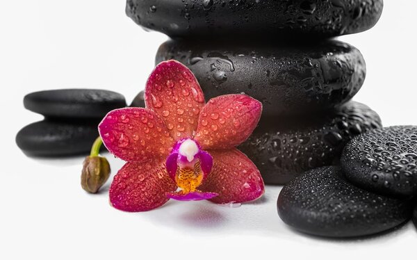 Fototapeta orchidea i zen kamienie na białym tle