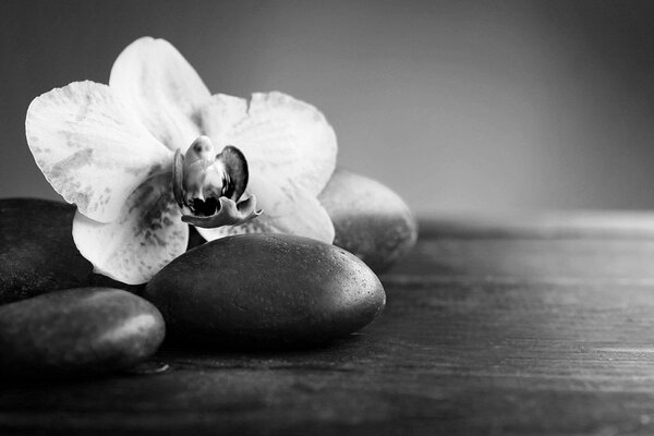 Fototapeta czarno-biała orchidea i kamienie
