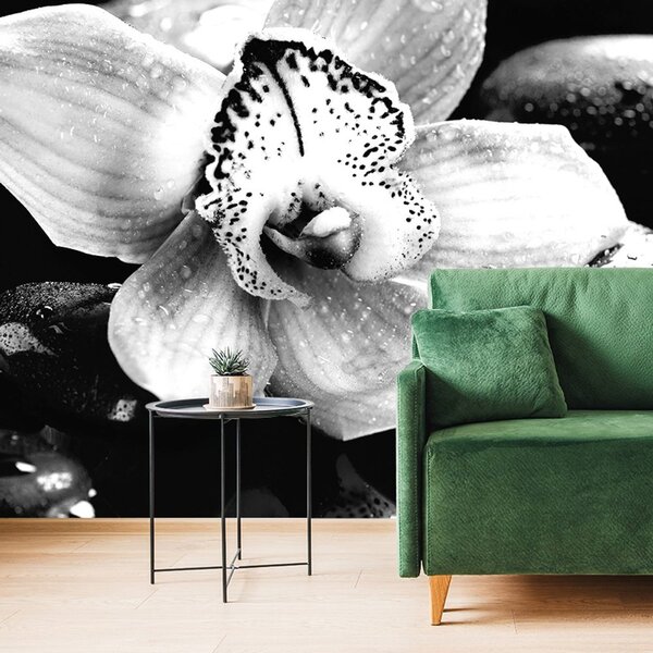 Fototapeta czarno-biała egzotyczna orchidea