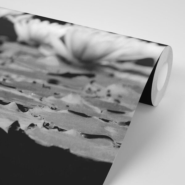 Fototapeta czarno-biały kwiat lotosu