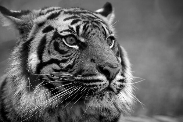 Fototapeta bengalski czarno-biały tygrys