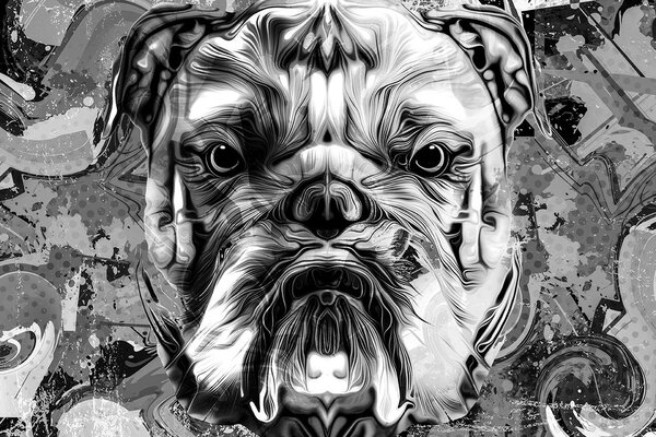 Tapeta buldog w czerni i bieli