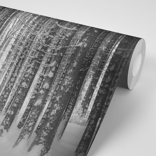 Fototapeta czarno-biały las pokryty śniegiem