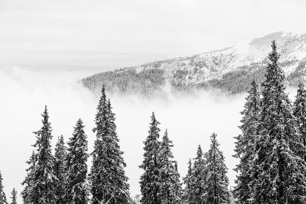 Fototapeta ośnieżone sosny w czerni i bieli