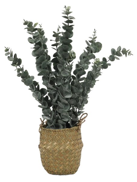 Sztuczna roślina eukaliptus w koszyku, 50 cm