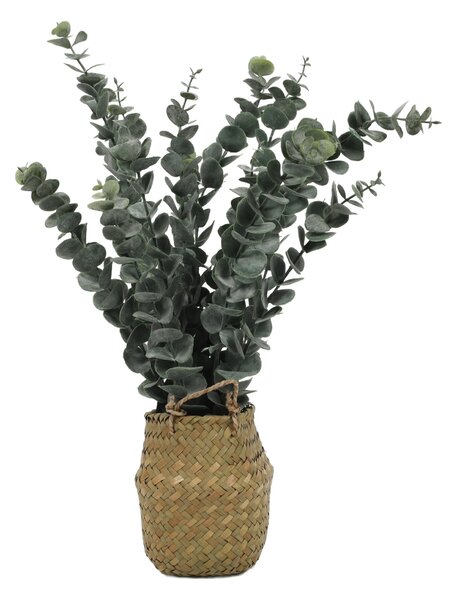 Sztuczna roślina eukaliptus w koszyku, 50 cm