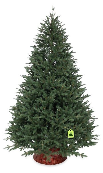 Sztuczna choinka wysokość 150 cm Canadian Spruce 3D – Můj Stromeček