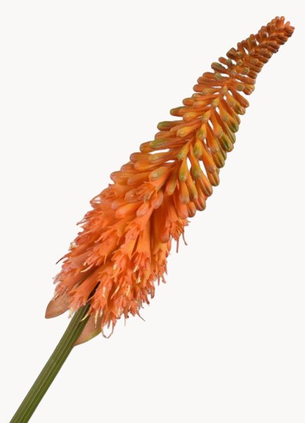 Komplet sztucznych kwiatów dekoracyjnych Kniphofia, 2 elem